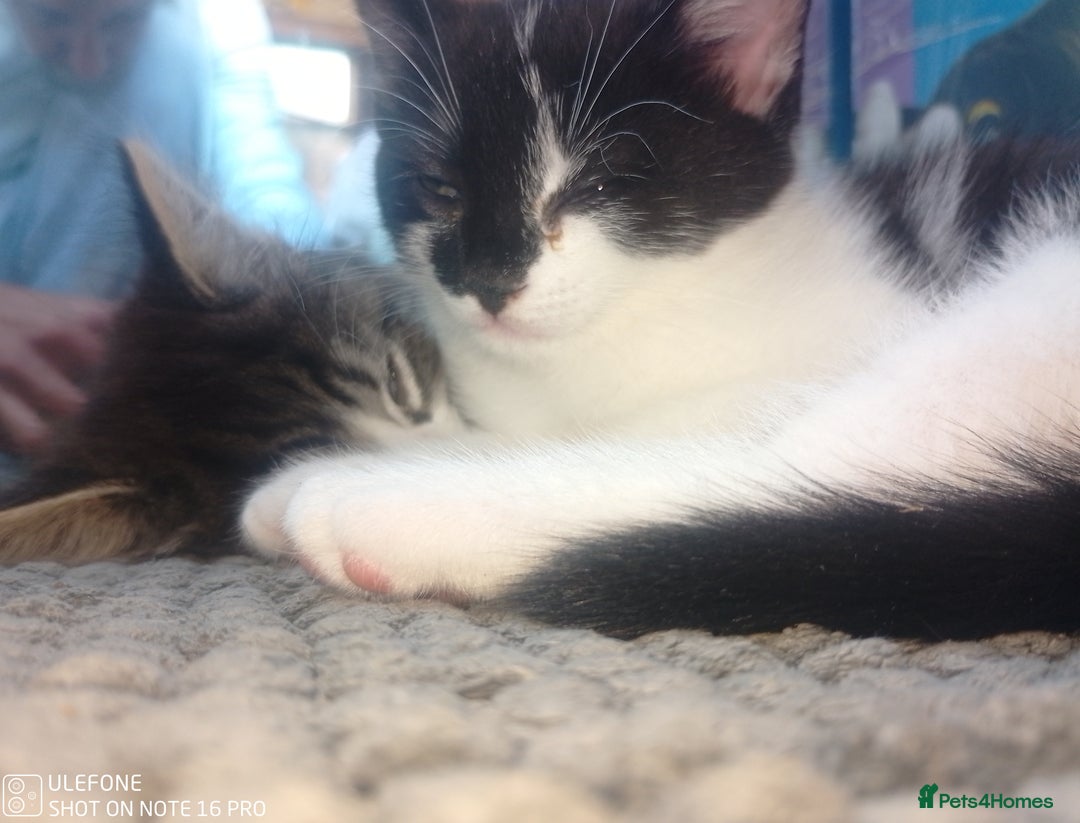 Mixed Breed cats for sale: 9 adorable Disney kitten couples  - Image 40