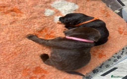 Mixed Breed dogs for sale: Adorable Lab/Spaniel/Collie Mix Puppies for Sale - Image 6