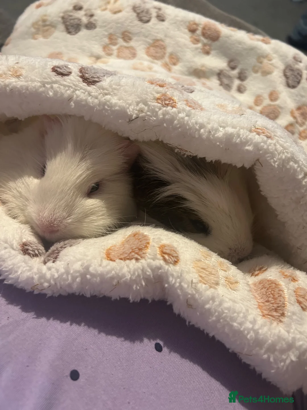 Guinea Pig rodents for sale: 2 male guinea pigs and cage in Oldham - Advert 2