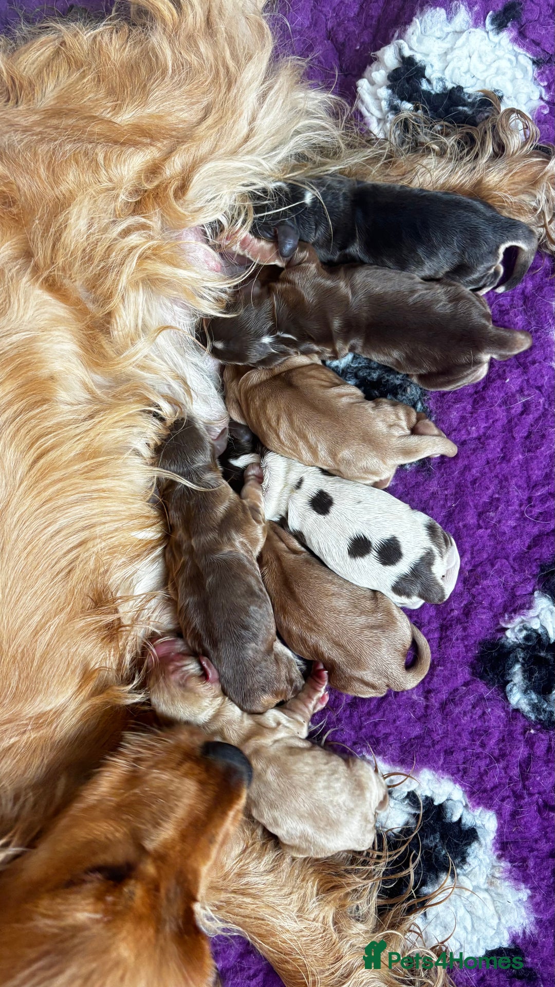 Cocker Spaniel dogs for sale: Beautiful family SHOW cocker spaniels - Image 5