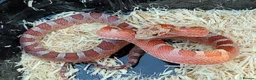 Corn Snake reptiles for sale: Dec 2025 bloodred/toffee bloodred corn snakes - Advert 2