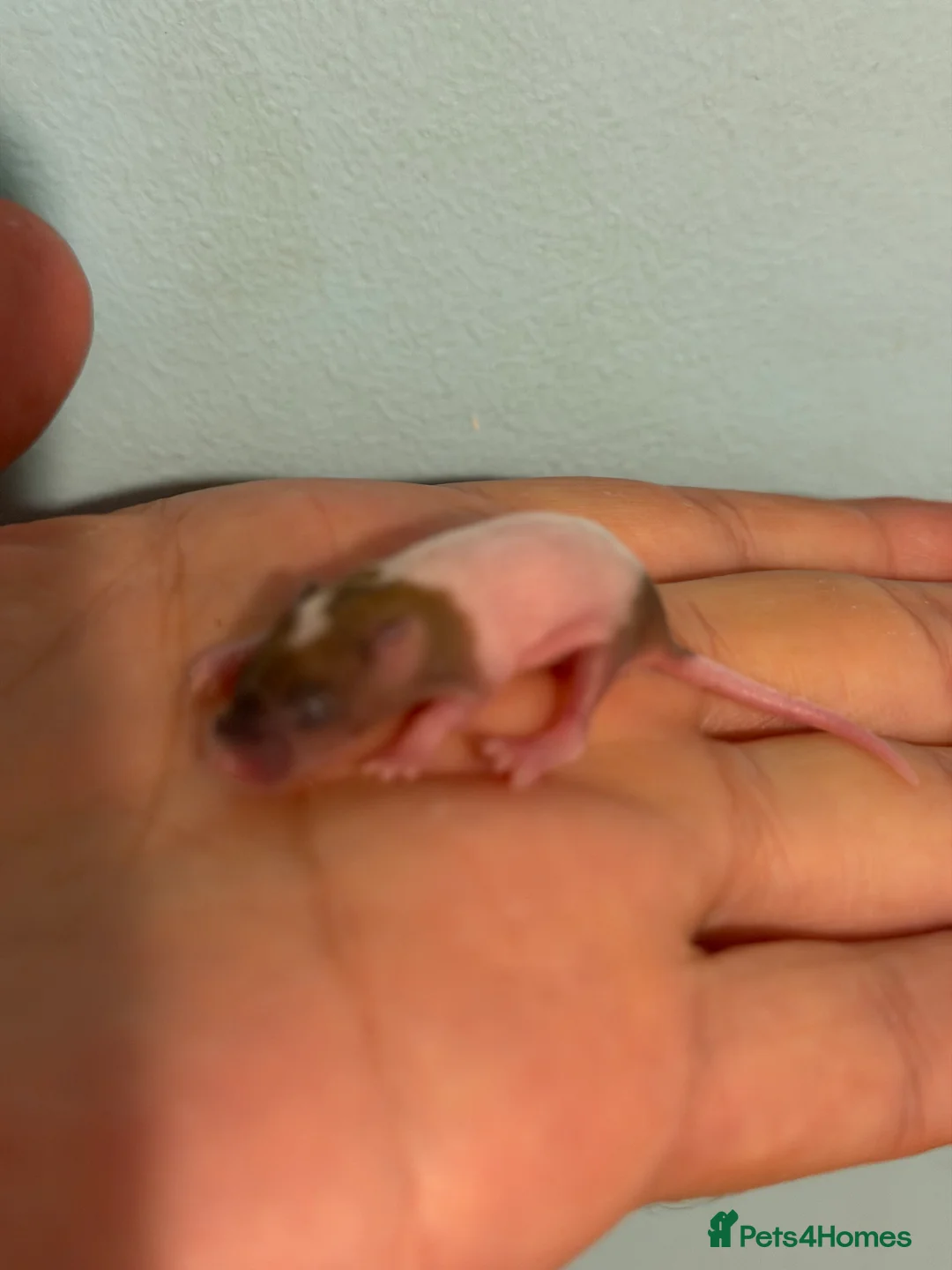 Mouse rodents for sale: Fancy Mice for Sale – £10 Each - Advert 2