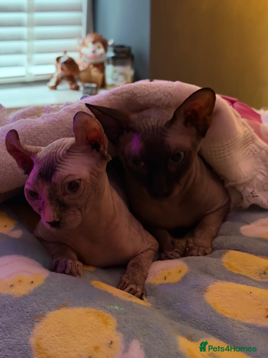 Sphynx cats for sale: Beautiful Sphynx Kittens  in Ferndale - Advert 1