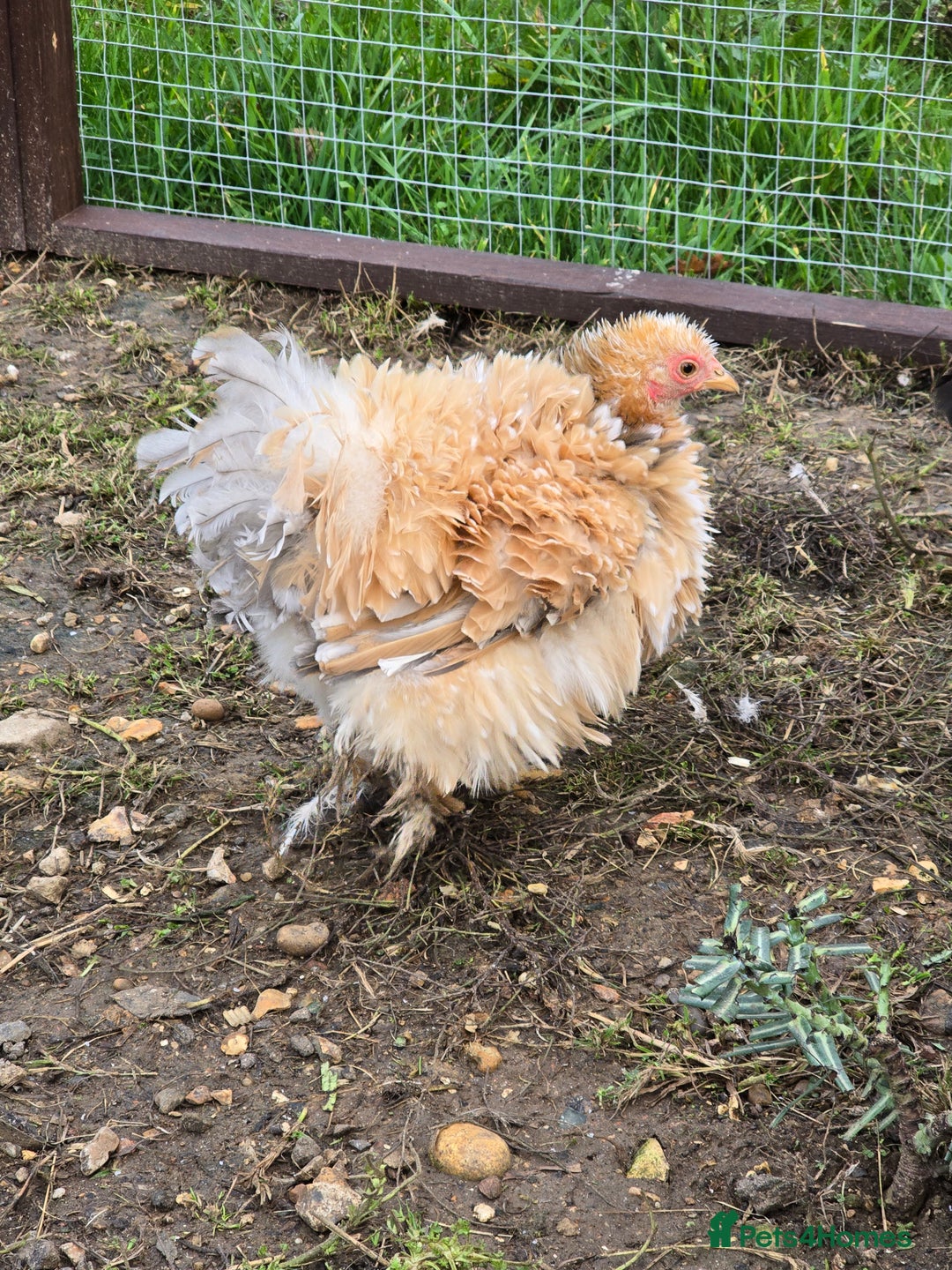 Chickens poultry for sale: Frizzle Pekin Pullet Growers  - Image 6