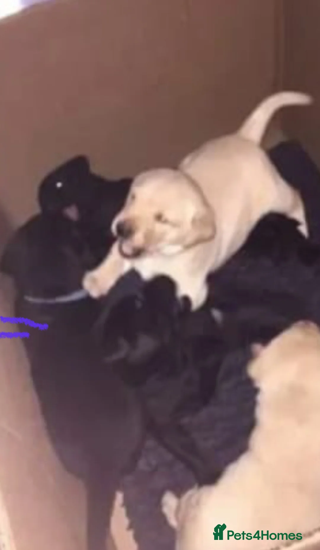 Labrador Retriever dogs for stud: 🐶✨KC reg handsome boy for stud✨🐶 in Blackburn - Advert 9