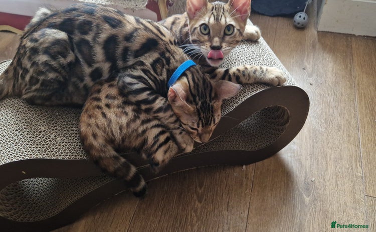 Bengal cats - Advert 10