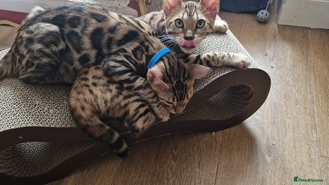 Bengal cats for sale: Last one😍Pure Bengal kittens❤️Ready to go😍 - Image 5