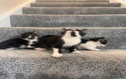 Mixed Breed cats for sale: 3 beautiful boy kittens - Image 1