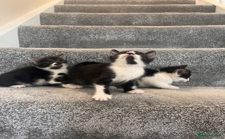 Mixed Breed cats - Advert 15