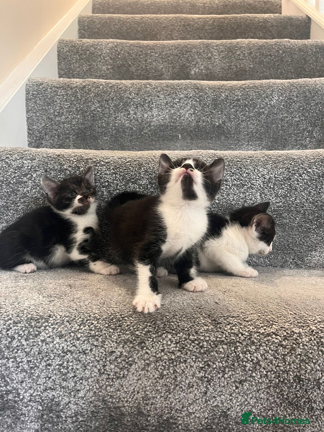 Mixed Breed cats for sale: 3 beautiful boy kittens - Image 1
