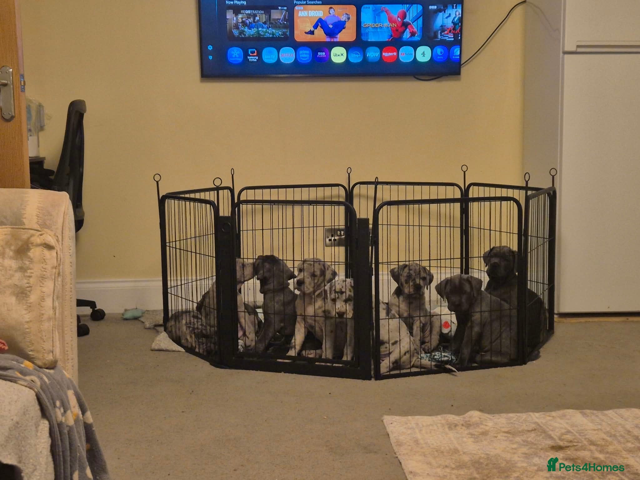 Cane Corso dogs CANE CORSO PUPS - READY TO GO - 4 LEFT - Advert 2
