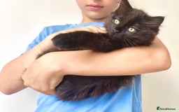 Mixed Breed cats for sale: FEMALE LONG HAIR RAGDOLL X KITTEN - READY NOW £90 - Image 1