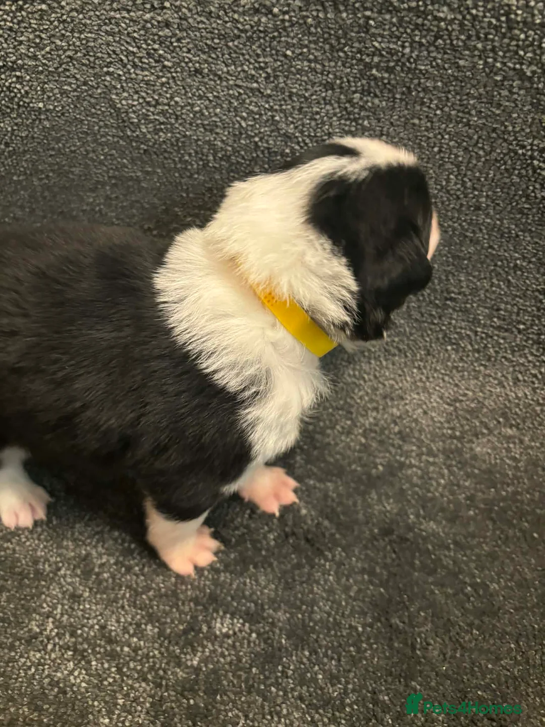 Border Collie dogs for sale: 8 Gorgeous Border Collie Puppies for Sale  - Advert 9