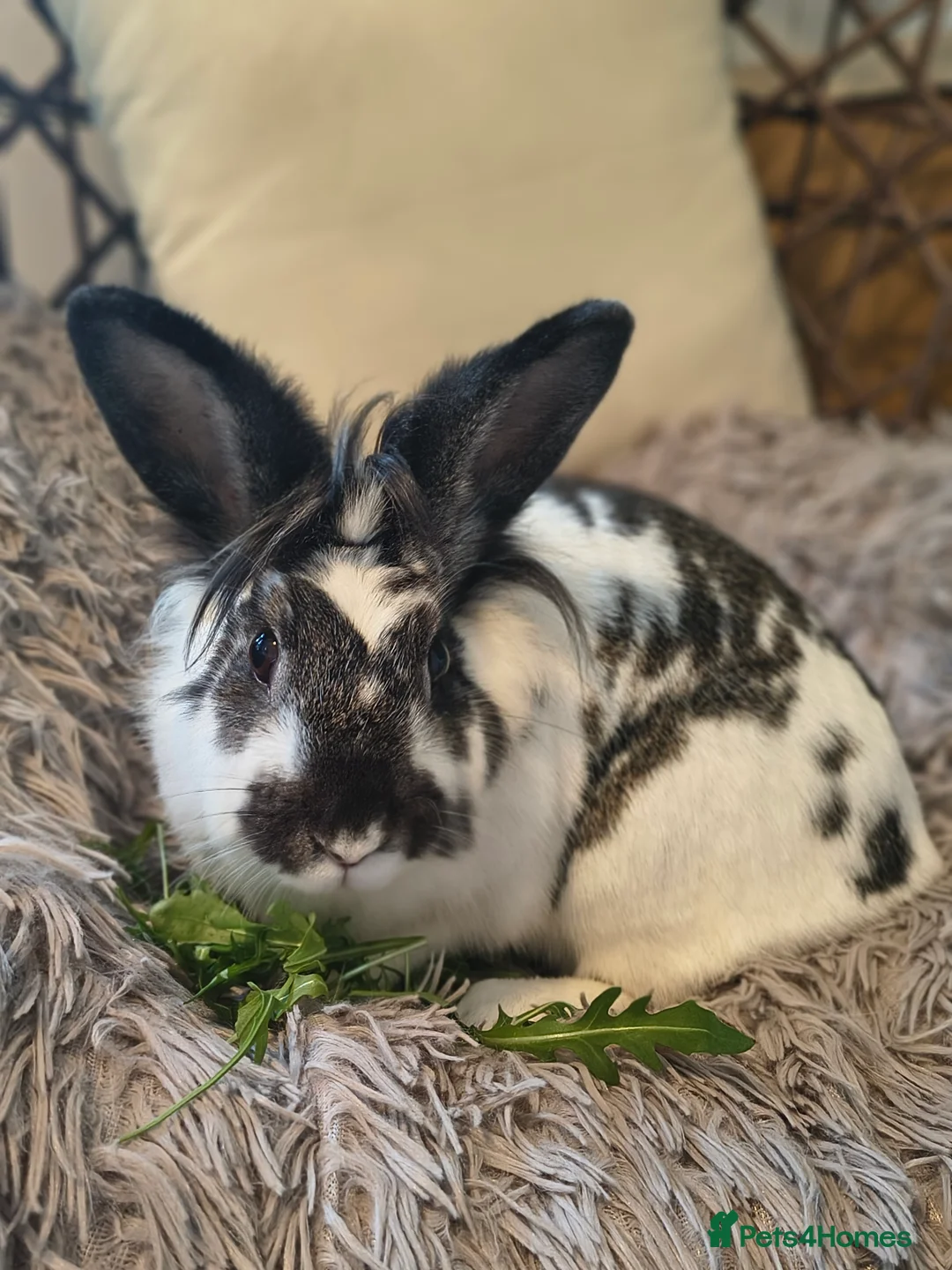 Angora rabbits for sale: We're looking for homes for Stefan and Hiti 🐇🐰💗 - Advert 3