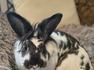 Angora rabbits We're looking for home for Hiti 🐇🐰💗 - Advert 3