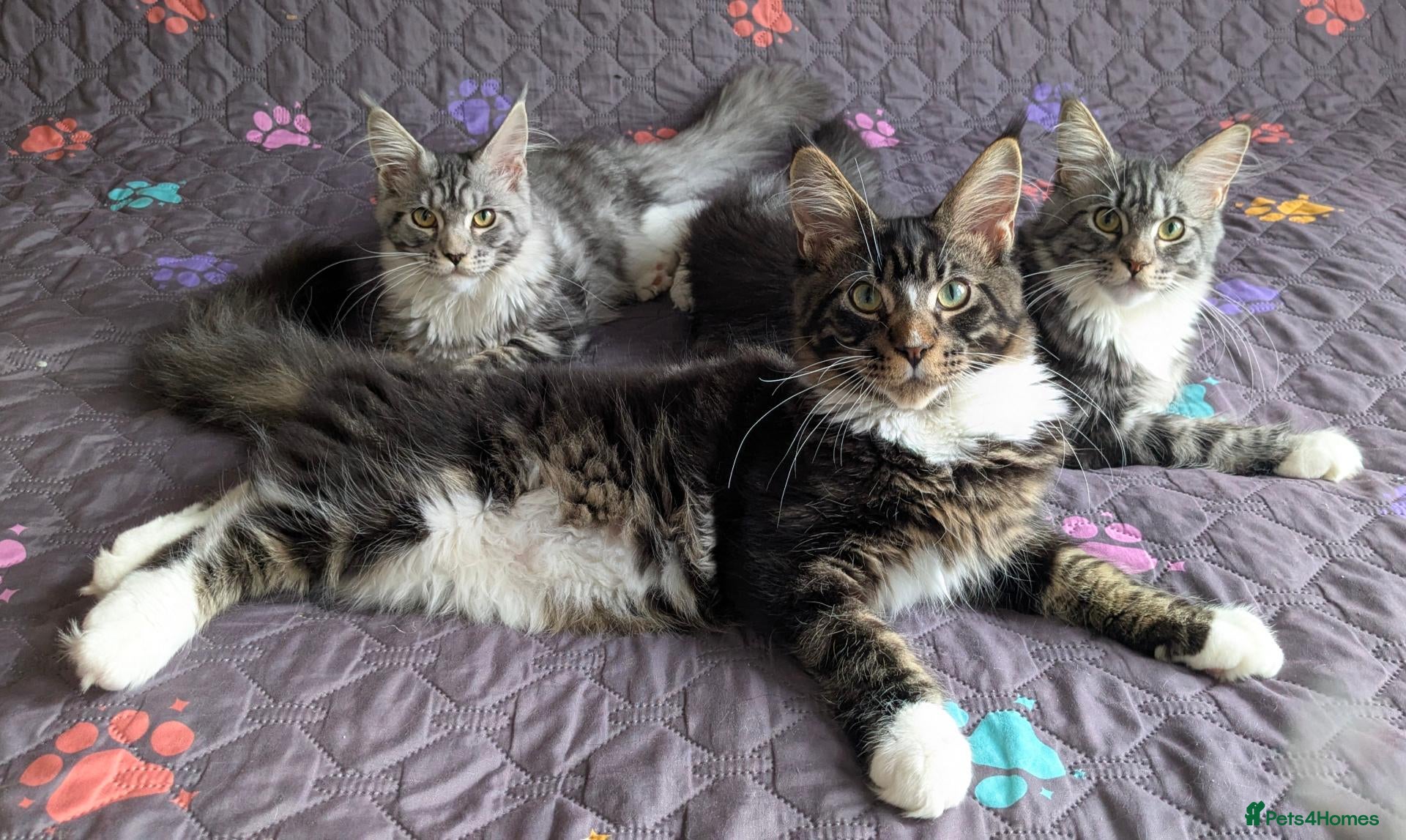 Maine Coon cats TICA Maine Coon Kittens | Champion Sired 🏆 - Advert 1