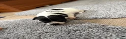 Jack Chi dogs for sale: 6 Adorable Puppies for Sale-4 Black, 2 Blac &White in Stourport-on-Severn - Advert 12