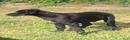 Lurcher dogs for sale: First cross saluki greyhounds  - Advert 18