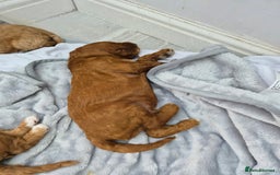 Labradoodle dogs for sale: Gorgeous Red Labradoodles- F3B - Advert 4