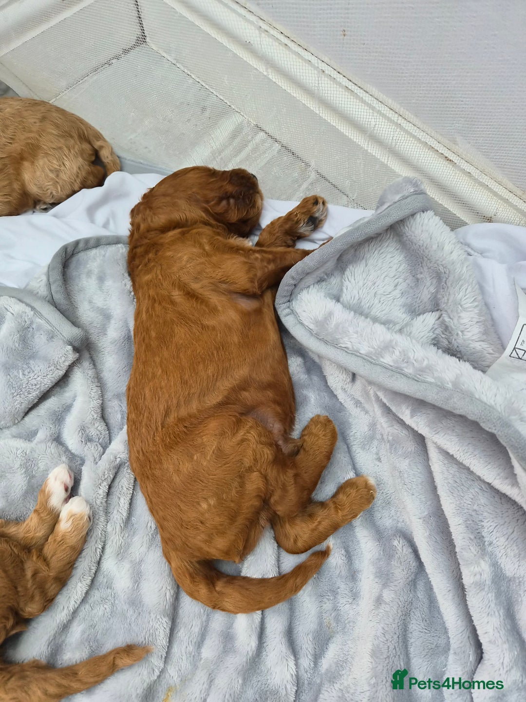 Labradoodle dogs for sale: Gorgeous Red Labradoodles- F3B - Advert 4