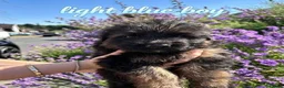 German Shepherd dogs for sale: Chunky Fluffy Long-Haired German Shepherd Puppies - Advert 11
