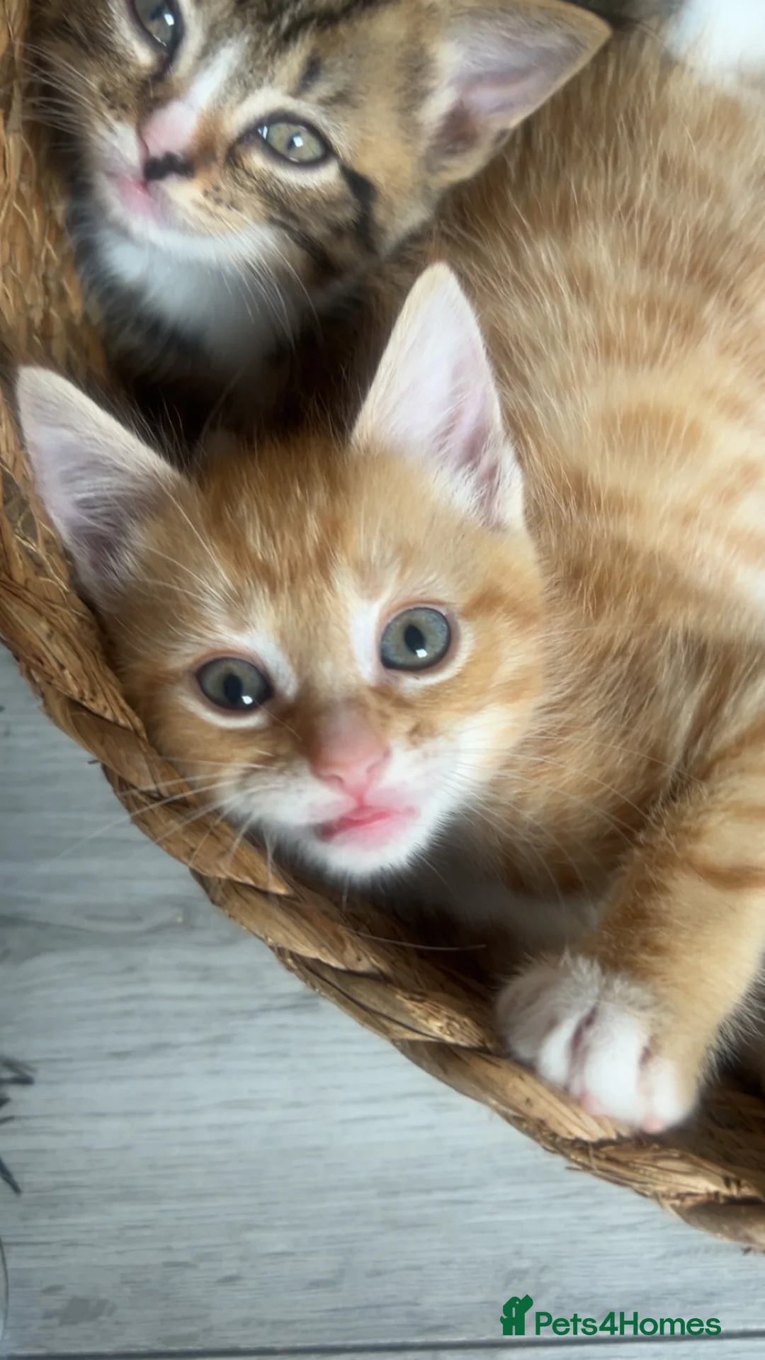 Mixed Breed cats for sale: 4 Kittens  in Carlisle - Advert 7