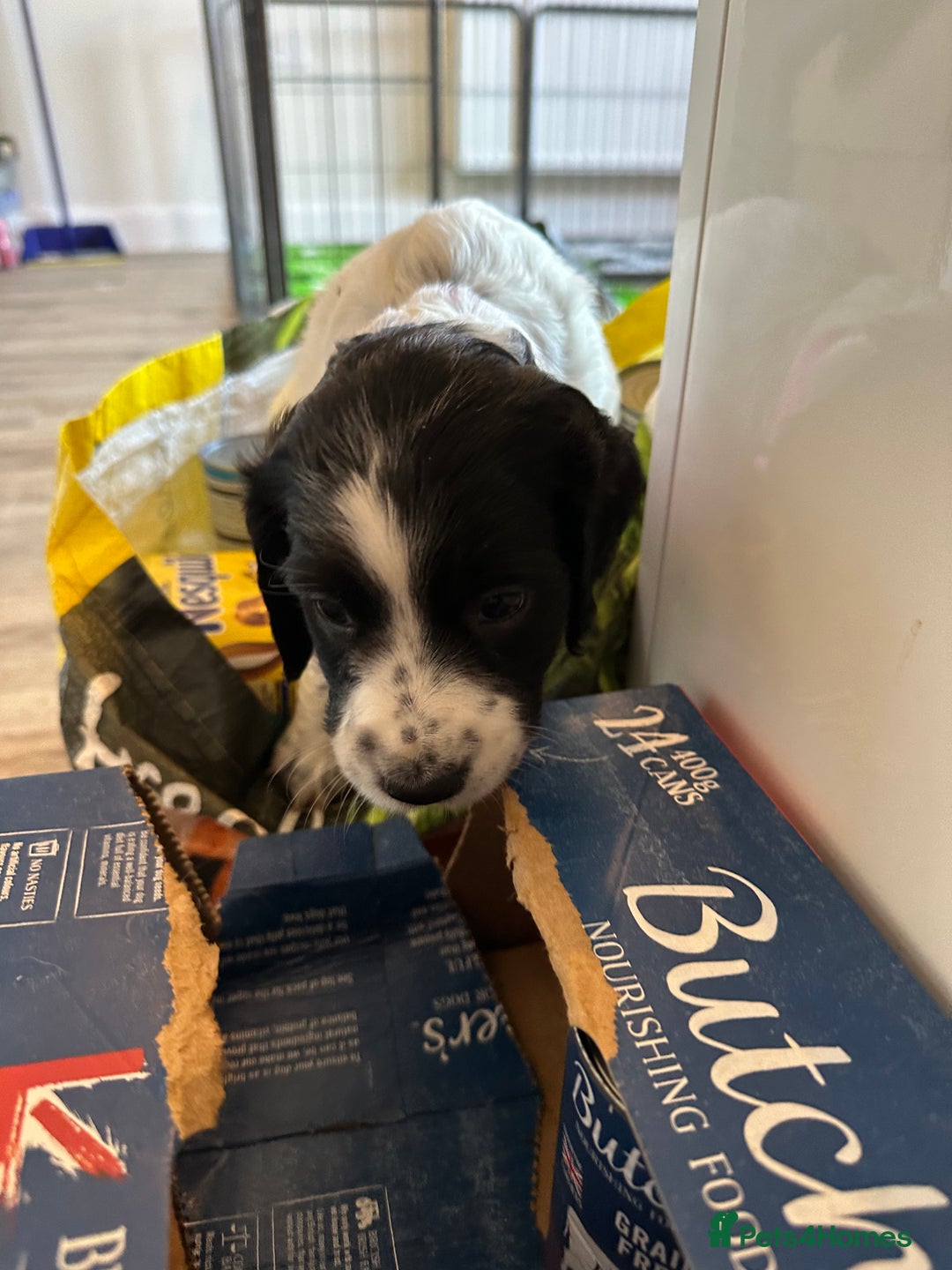 Sprocker dogs for sale: SPROCKER PUPPIES FOR SALE - Advert 24