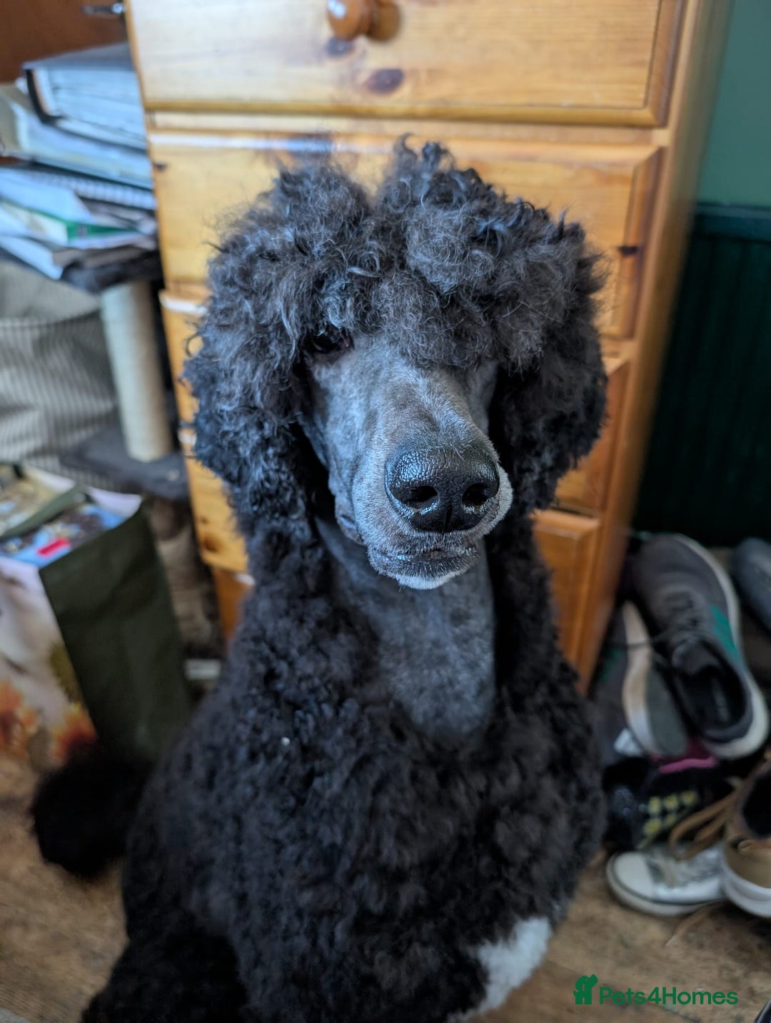 Standard Poodle dogs for sale: Standard poodle neutered - Image 3