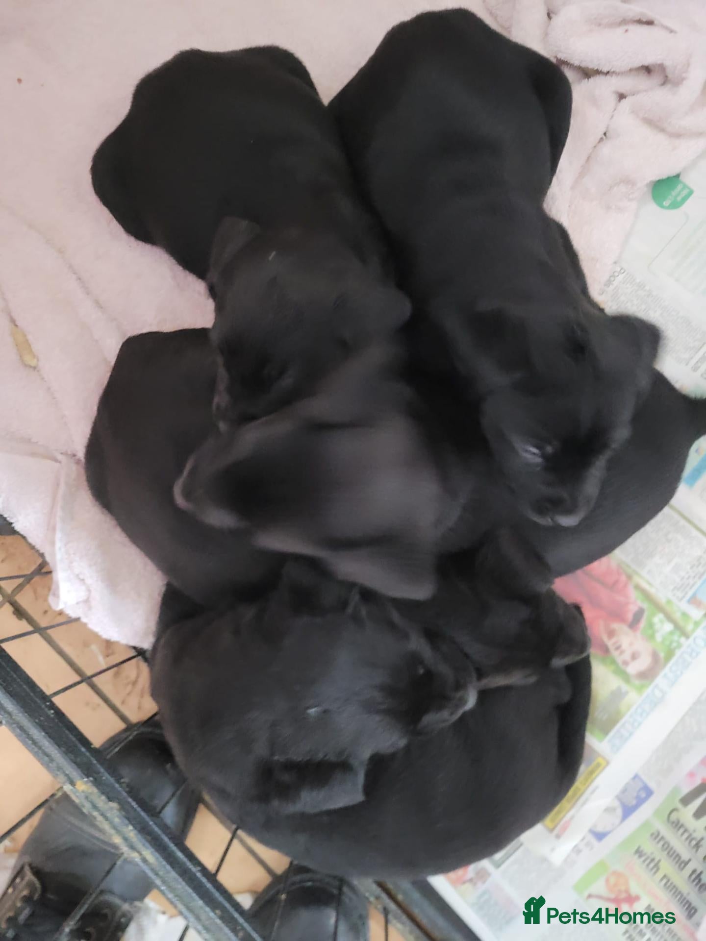Labrador Retriever dogs for sale: Black labrador puppies - Advert 2