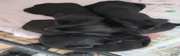 Labrador Retriever dogs for sale: Black labrador puppies - Advert 2