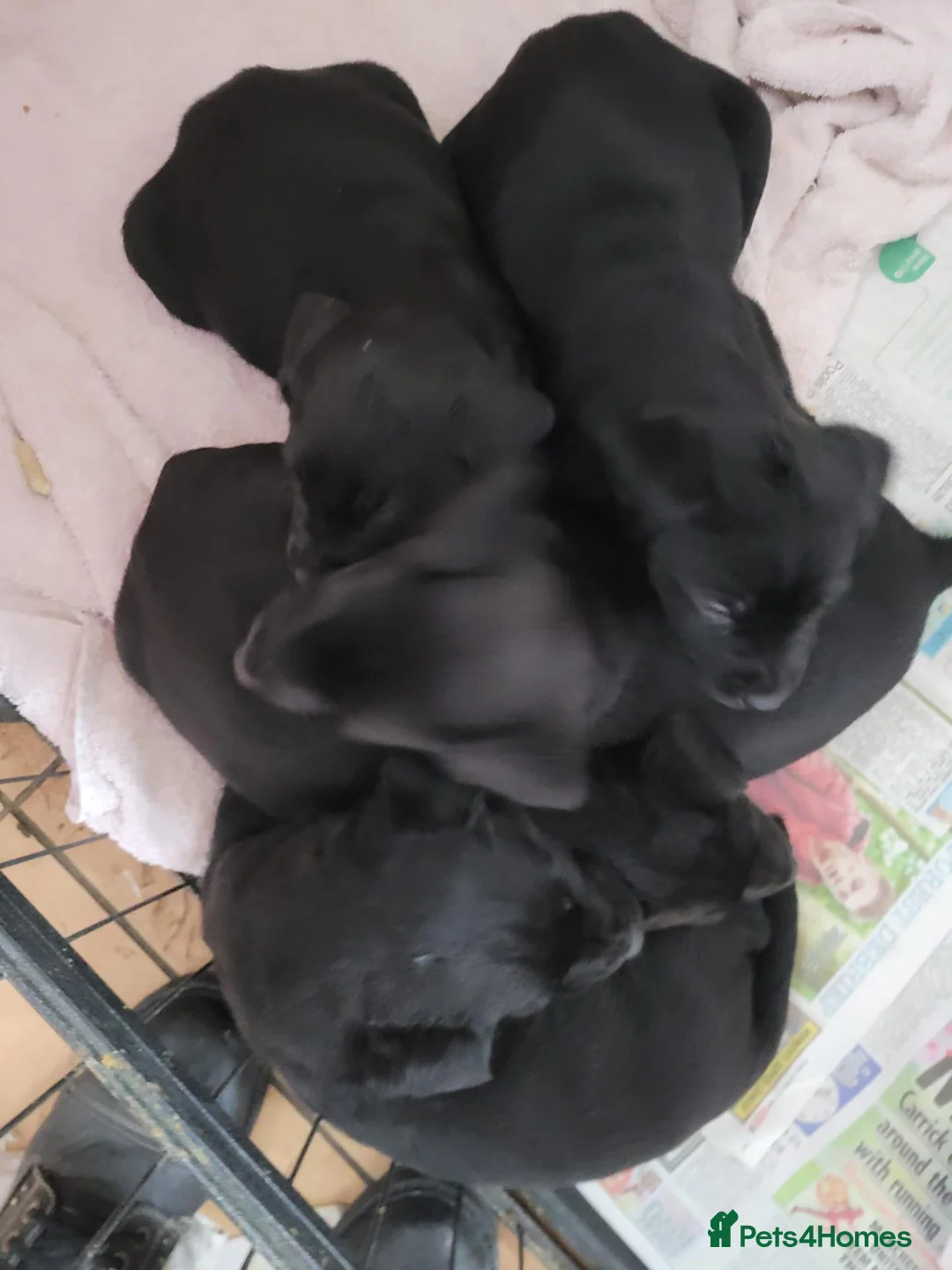 Labrador Retriever dogs for sale: Black labrador puppies - Advert 2