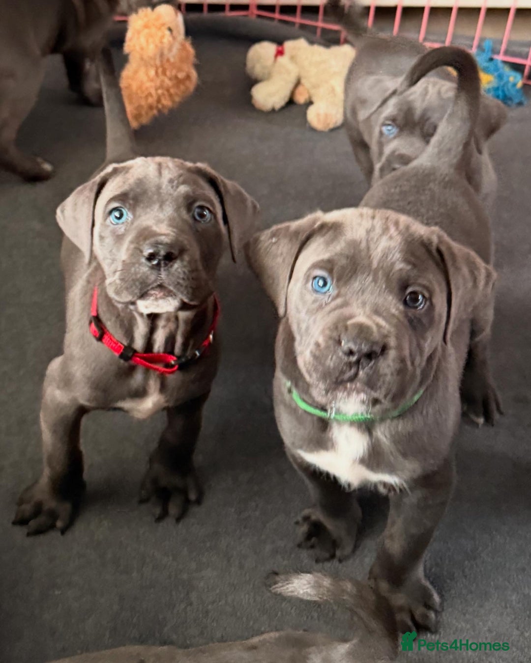 Cane Corso dogs for sale: Exceptional, Champion Bloodline Cane Corso Puppies - Advert 8