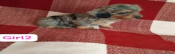 Dachshund dogs for sale: pedigree miniature dachshund puppies - Advert 4