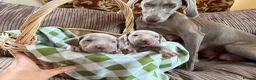 Weimaraner dogs for sale: Exceptional KC Registered Weimaraner Puppies in Abergavenny - Advert 5