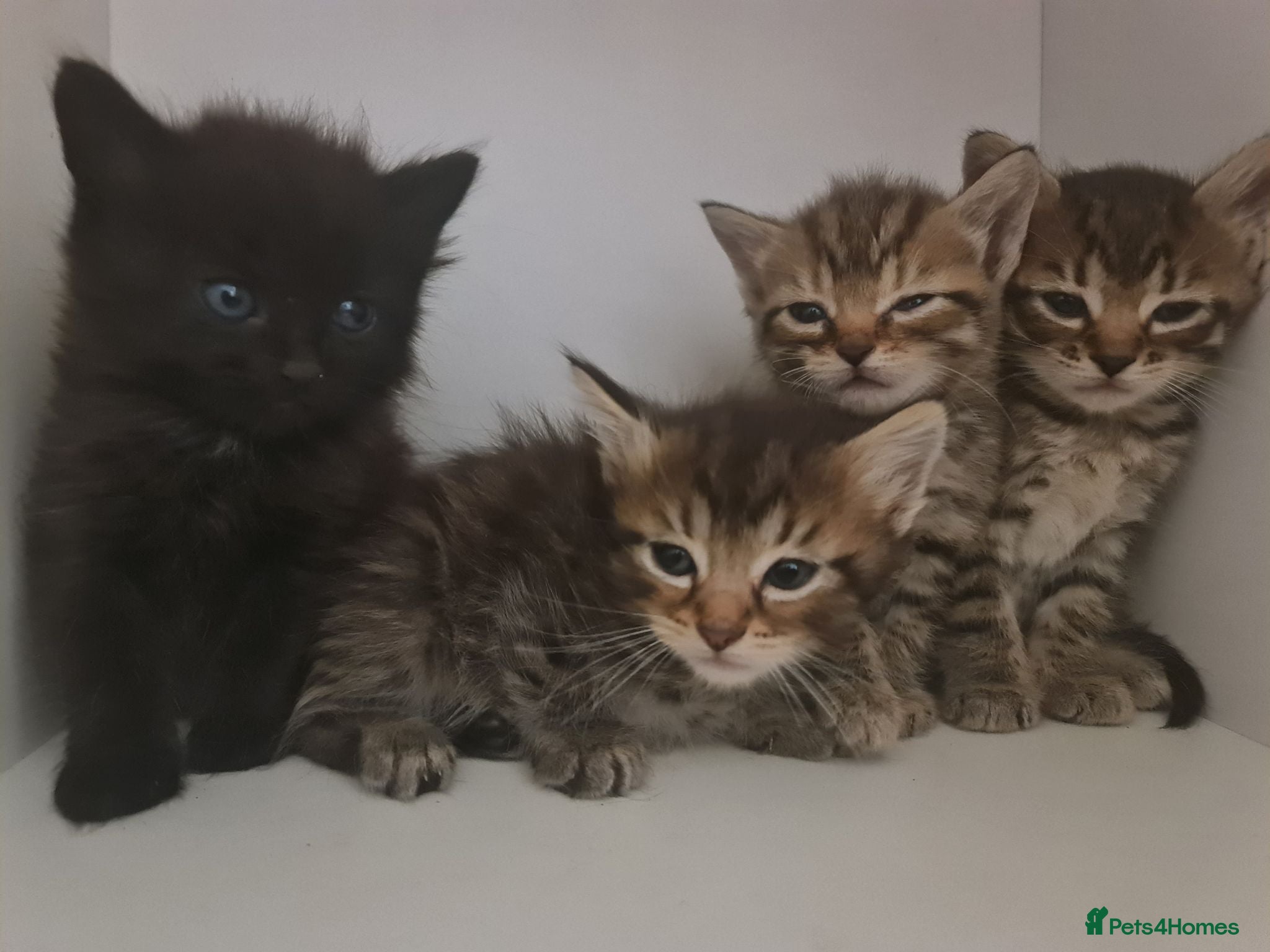Mixed Breed cats 5 kittens for sale  - Advert 2