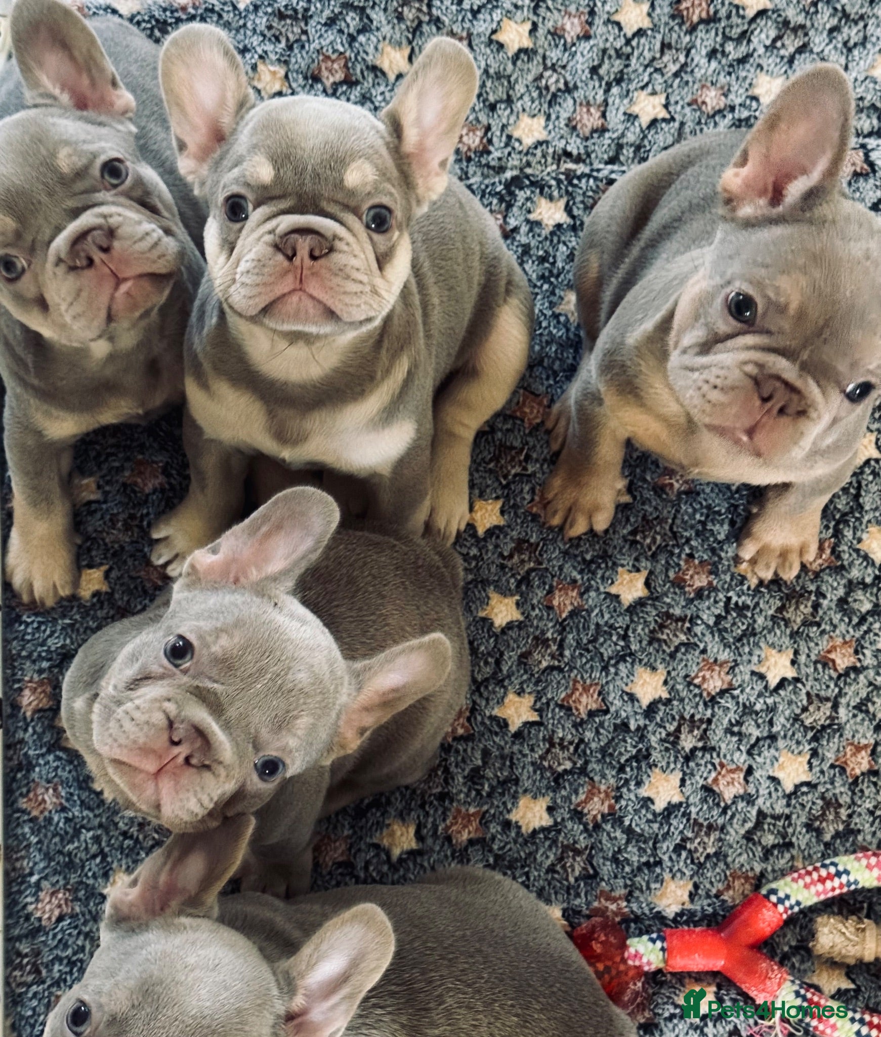 French Bulldog dogs Health Clear KC Registered French Bulldog Puppies - Advert 1