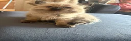 Ragdoll cats for sale: Beautiful, fluffy ragdoll kittens  - Advert 8