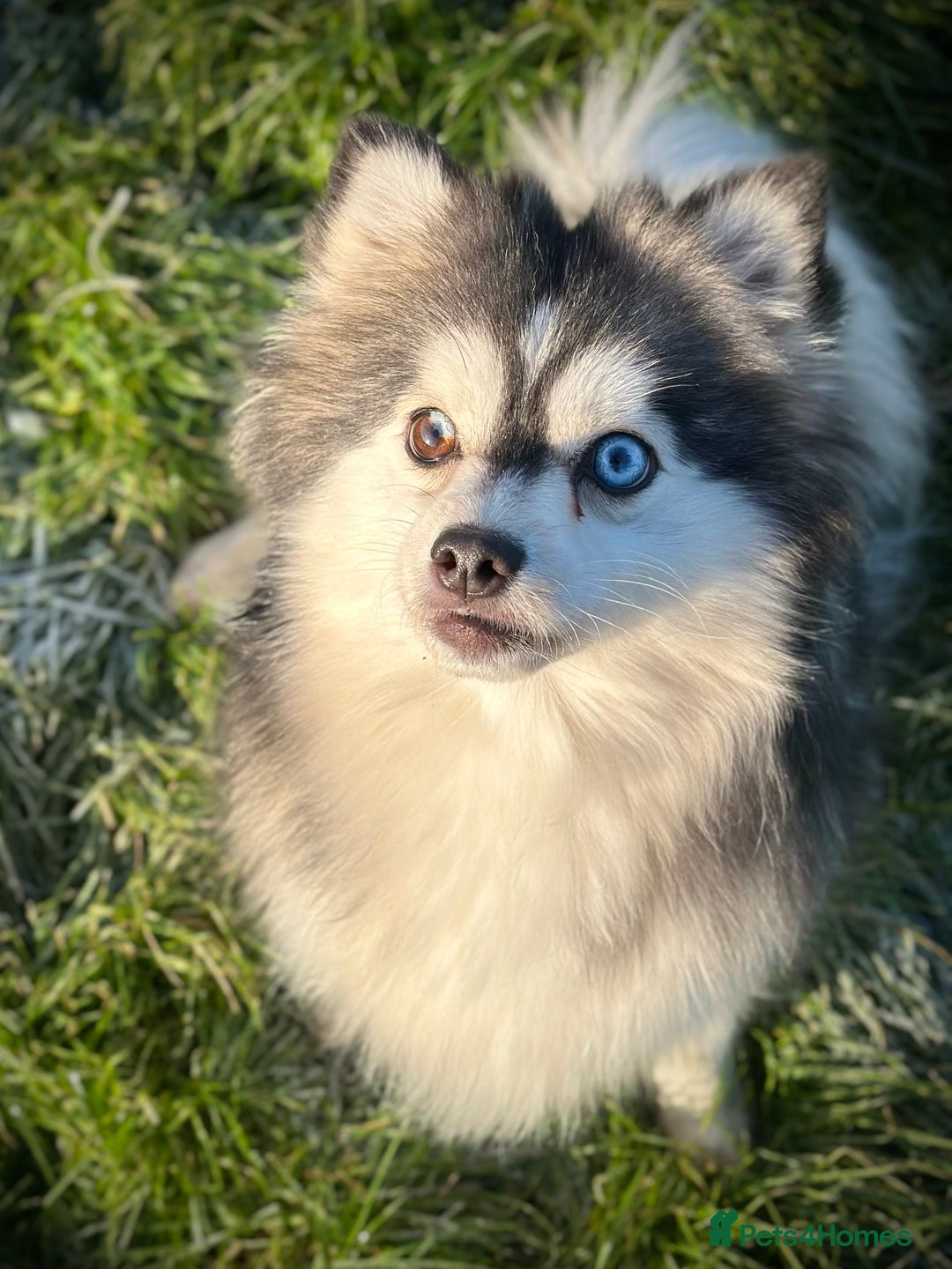 Pomsky dogs for sale: F3 Pomsky Puppies - ready in January! - Advert 6