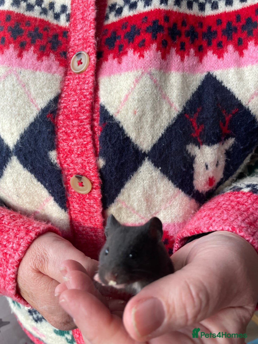 Hamster rodents for sale: Baby female Syrian hamsters from show stock  - Advert 11