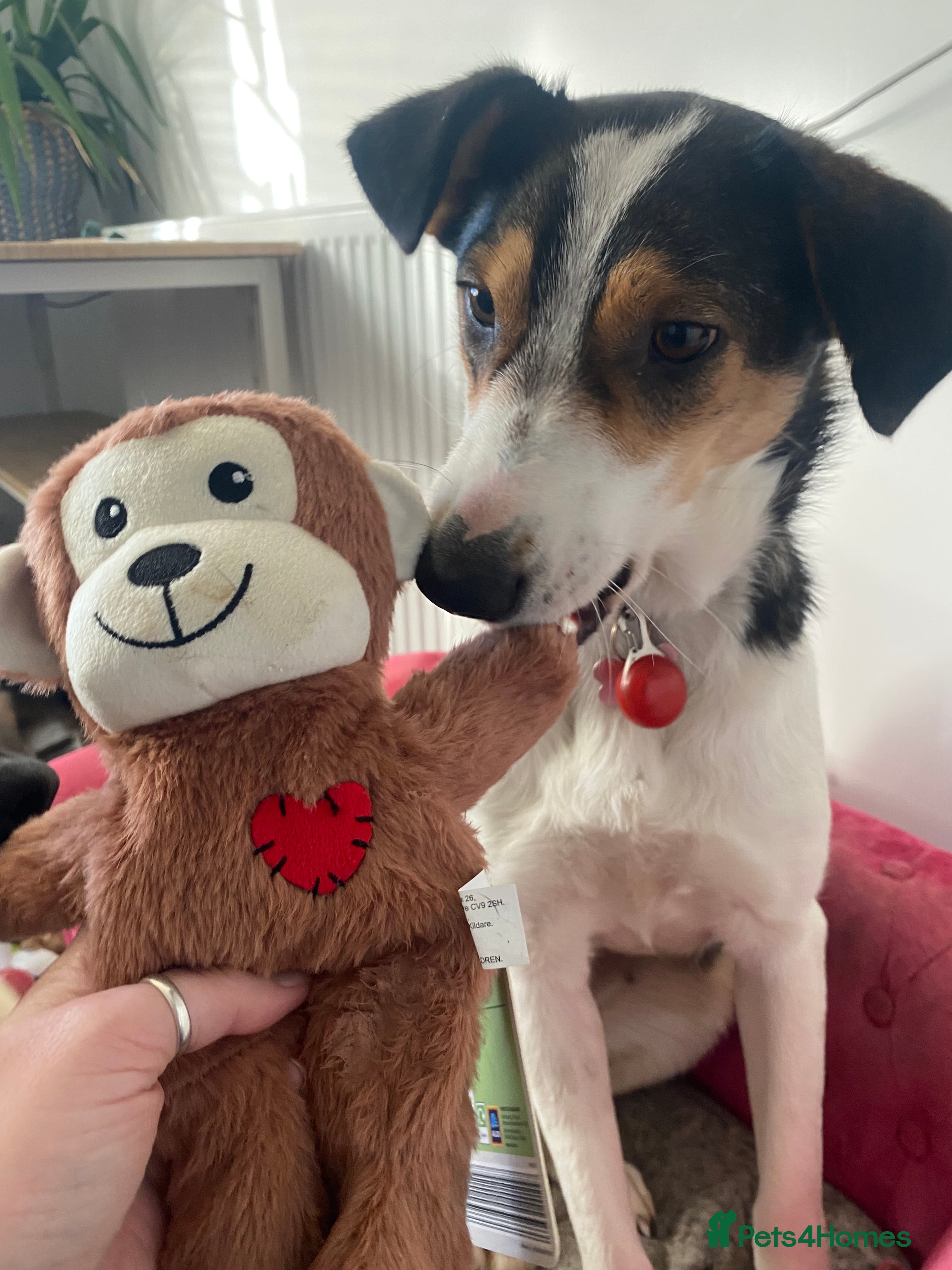 Mixed Breed dogs Angel 👼🏼  - Advert 9