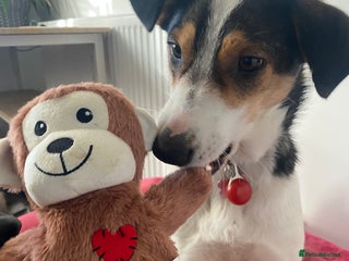 Mixed Breed dogs Angel 👼🏼 - Advert 9