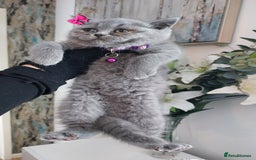 British Shorthair cats for sale: 💥CHAMPION💥SIRED💥🏆FEMALE😍🔥 in Dudley - Image 4