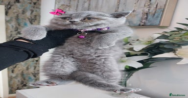 British Shorthair cats in Dudley - Advert 2