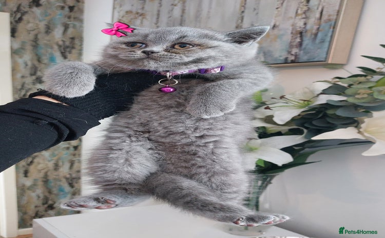 British Shorthair cats in Dudley - Advert 1