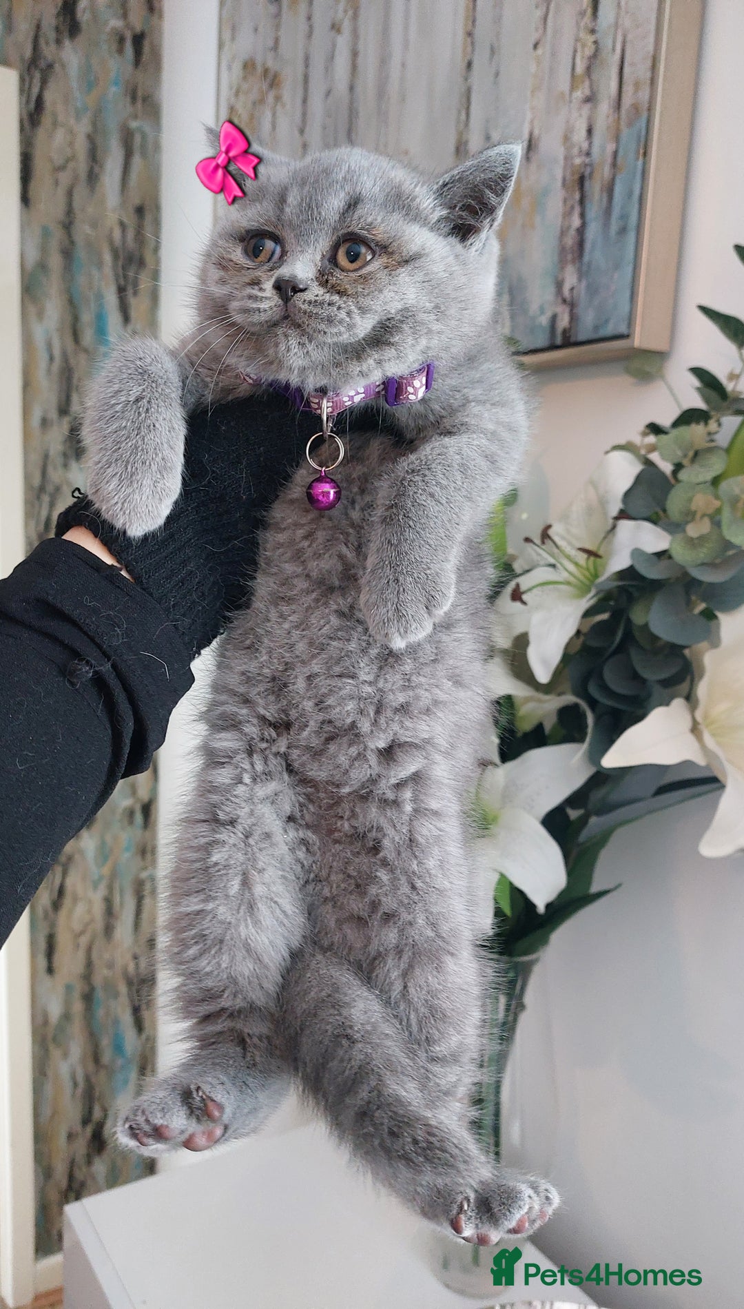 British Shorthair cats for sale: 💥CHAMPION💥SIRED💥🏆FEMALE😍🔥 in Dudley - Image 4