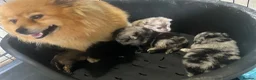 Pomeranian dogs for sale: 🐾 Beautiful Merle & Sable Pomeranian Puppies 🐾 - Advert 18