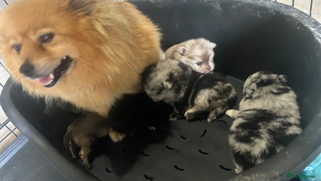 Pomeranian dogs for sale: 🐾 Beautiful Merle & Sable Pomeranian Puppies 🐾 - Advert 18
