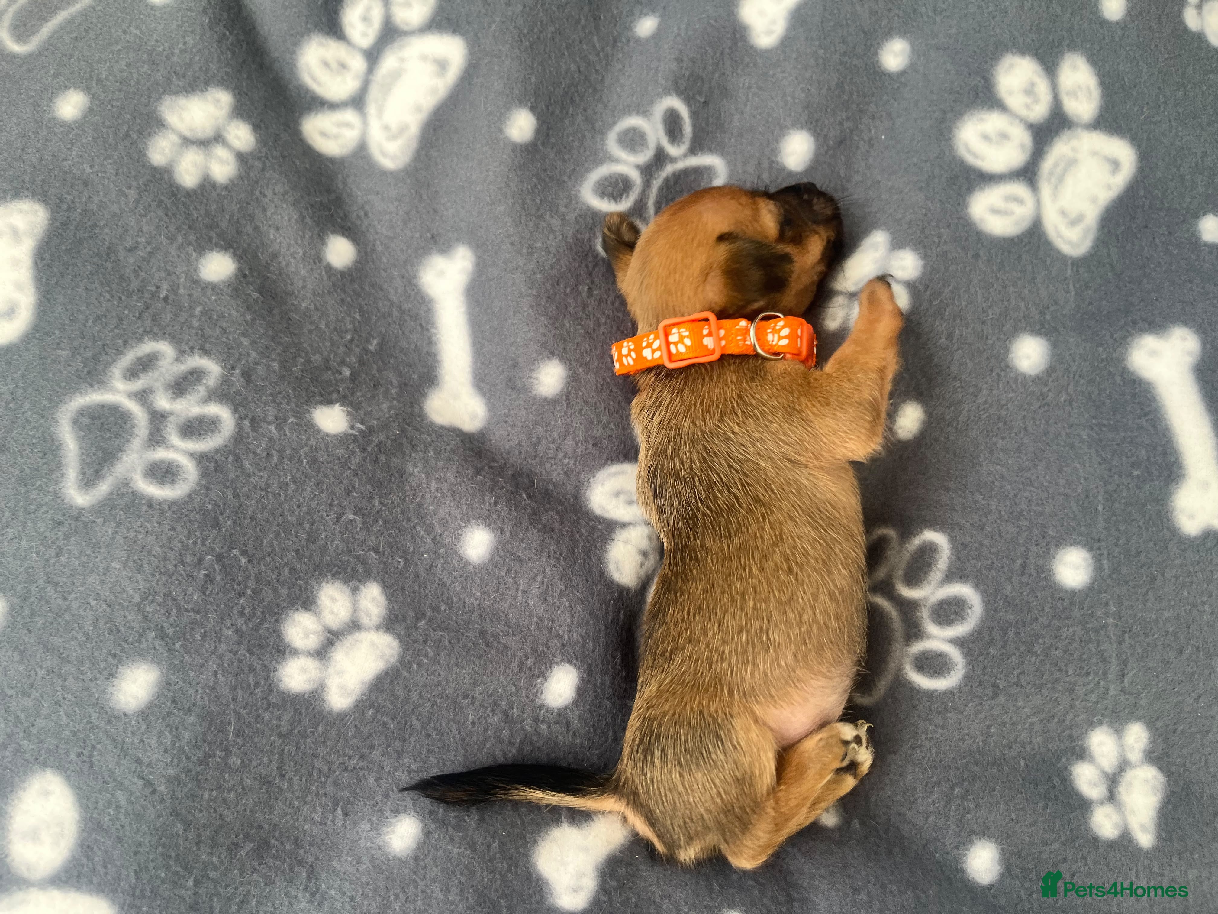 Jack Russell dogs Beautiful Puppies Jack Russell  - Advert 2