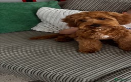 Cavapoo dogs for sale: Cavapoo Puppy Almost 7 Months Old - Image 3