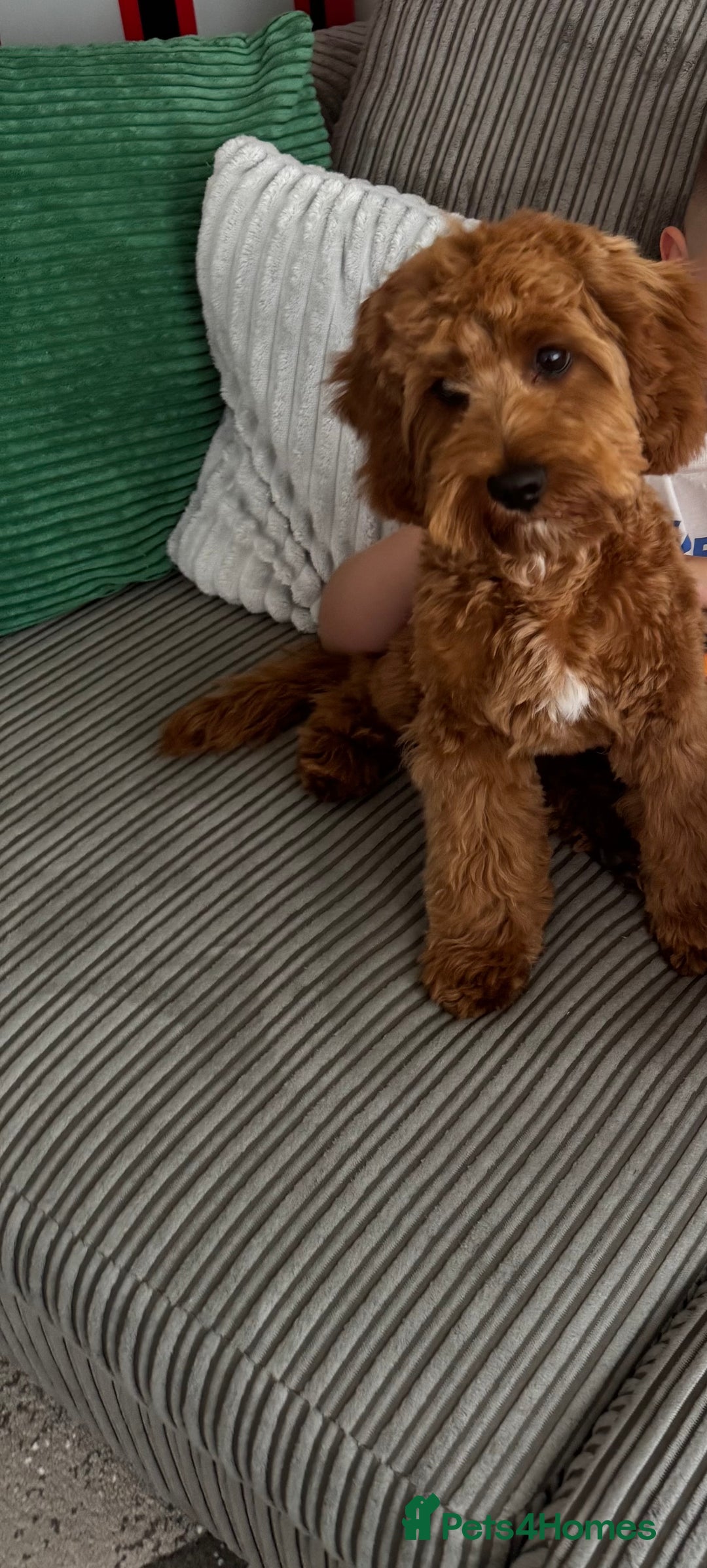 Cavapoo dogs for sale: Cavapoo Puppy Almost 7 Months Old - Image 3